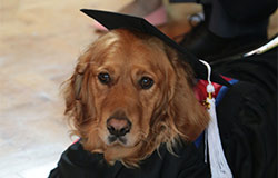 Goldie the Guide Dog, Geared Up in Graduation Gown